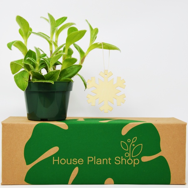 House Plant Box Healthy Houseplants Delivered Monthly Cratejoy